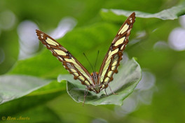 683.112- Malachietvlinder - Siproeta stelenes