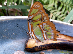 683.114- Malachietvlinder - Siproeta stelenes