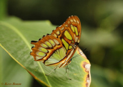 683.114b- Malachietvlinder - Siproeta stelenes