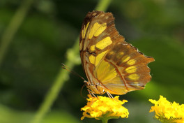 683.115- Malachietvlinder - Siproeta stelenes