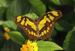 683.116- Malachietvlinder - Siproeta stelenes