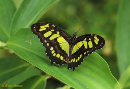 683.116b- Malachietvlinder - Siproeta stelenes