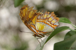 683.117- Malachietvlinder - Siproeta stelenes