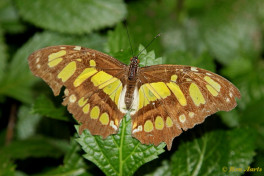 683.118- Malachietvlinder - Siproeta stelenes