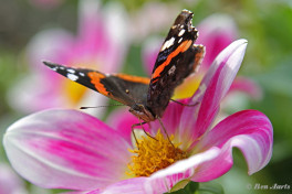 684.720- Atalanta - Vanessa atalanta