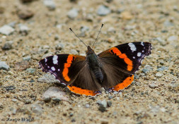 684.730- Atalanta - Vanessa atalanta