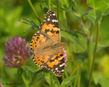 685.522-Distelvlinder-Vanessa-cardui