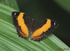 688.715-Lurcher - Yoma sabina