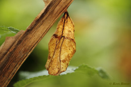 697.905- Yellow-edged giant owl - Caligo atreus