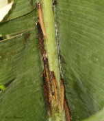 697.907- Yellow-edged giant owl - Caligo atreus