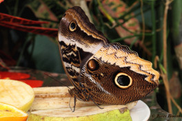 697.912-Yellow-edged-giant-owl-Caligo-atreus