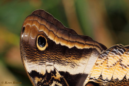 697.913- Yellow-edged giant owl - Caligo atreus