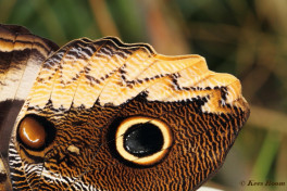 697.914- Yellow-edged giant owl - Caligo atreus