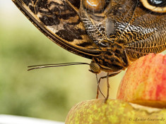 697.914D- Yellow-edged giant owl - Caligo atreus