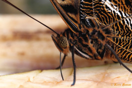 697.914F- Yellow-edged giant owl - Caligo atreus