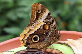 697.915A-Yellow-edged-giant-ow-Caligo-atreus