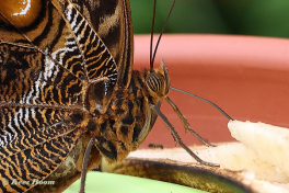 697.915B-Yellow-edged-giant-ow-Caligo-atreus