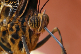 697.915C-Yellow-edged-giant-ow-Caligo-atreus