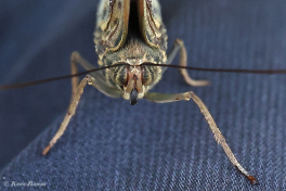 697.915D-Yellow-edged-giant-ow-Caligo-atreus