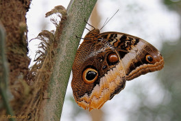 697.920-Yellow-edged-giant-owl-Caligo-atreus