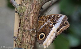 697.922-Yellow-edged-giant-owl-Caligo-atreus