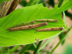 698.707-Uilvlinder-of-Giant-owl-Caligo-memnon