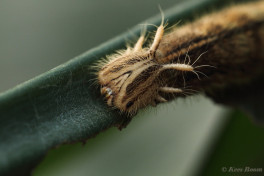 698.708-Uilvlinder-of-Giant-owl-Caligo-memnon