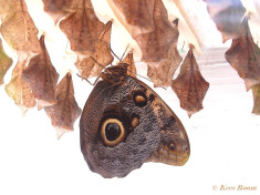 698.715-Uilvlinder-of-Giant-owl-Caligo-memnon