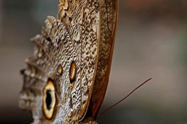 698.717-Uilvlinder-of-Giant-owl-Caligo-memnon