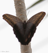 698.725-Uilvlinder-of-Giant-owl-Caligo-memnon