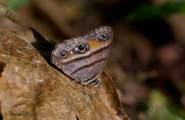 703.210-Penelopes-ringlet-Cissia-penelope