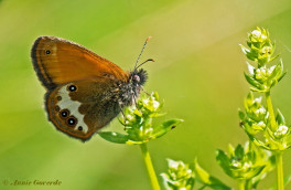 705.520- Tweekleurig hooibeestje - Coenonympha arcania