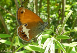 705.521- Tweekleurig hooibeestje - Coenonympha arcania