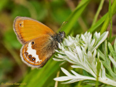 705.523- Tweekleurig hooibeestje - Coenonympha arcania