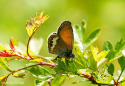 705.524- Tweekleurig hooibeestje - Coenonympha arcania