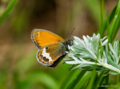 705.525- Tweekleurig hooibeestje - Coenonympha arcania