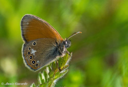 707.922- Roodstreephooibeestje - Coenonympha glycerion