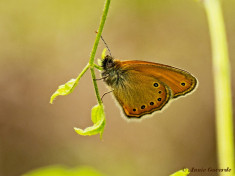 708.720- Turkshooibeestje - Coenonympha  leander