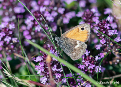 709.918-Hooibeestje-Coenonympha-pamphilus