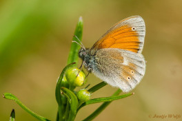 710.320- Balkanhooibeestje - Coenonympha rhodopensis