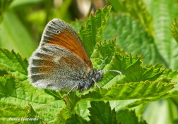 710.321- Balkanhooibeestje - Coenonympha rhodopensis