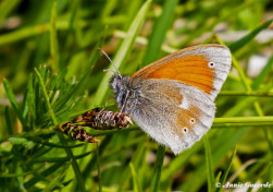710.322- Balkanhooibeestje - Coenonympha rhodopensis