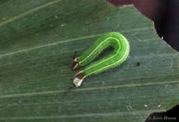 714.350-Common-Palmfly-Elymnias-hypermnestra