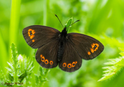 724.730- Voorjaarserebia - Erebia medusa