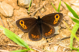 724.740- Voorjaarserebia - Erebia medusa