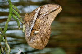 736.615-Automedon-giant-owl-Eryphanis-automedon