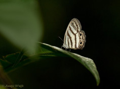 736.760- Mollina Satyr - Euptychia mollina