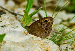 761.921- Rotsvlinder - Lasiommata maera