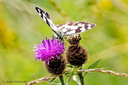 769.530D-Dambordje-Melanargia-galathea