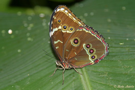 779.221- Helenor blauwe morphora - Morpho helenor